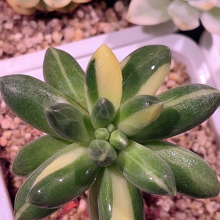 尚品园艺千代田锦老桩