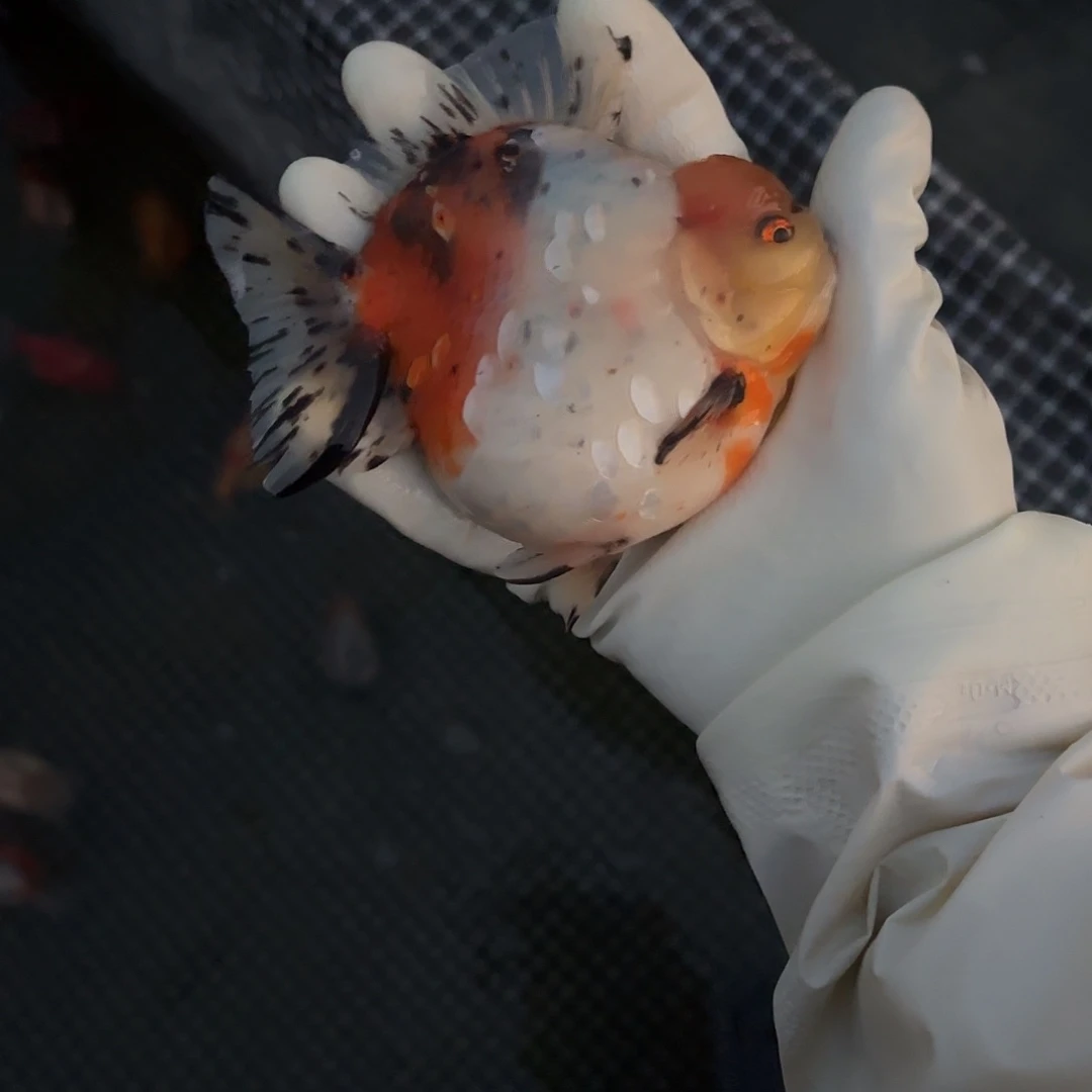 金鱼金鱼45588851054788