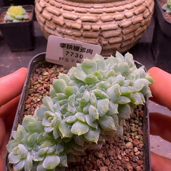 7730纸鸢缀化一物一拍7cm盆