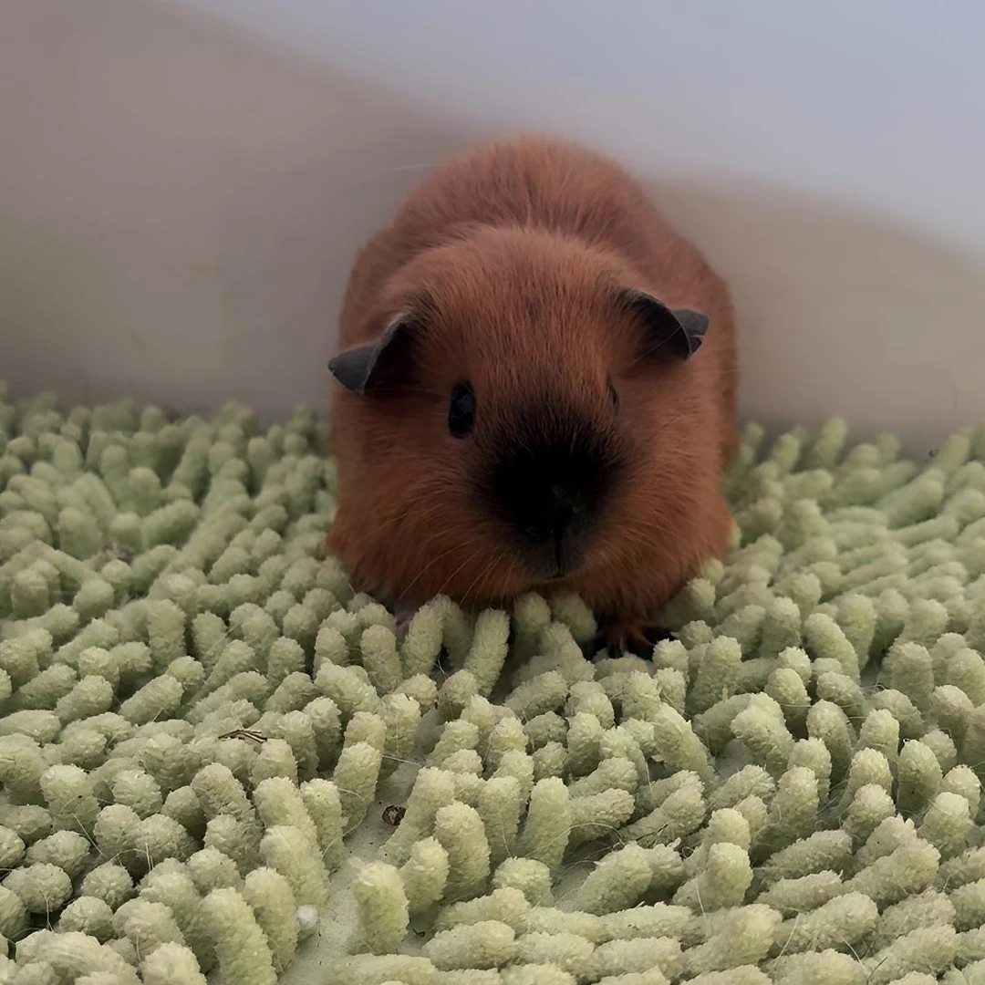 红加州荷兰猪豚鼠妹妹有白脚京东包邮