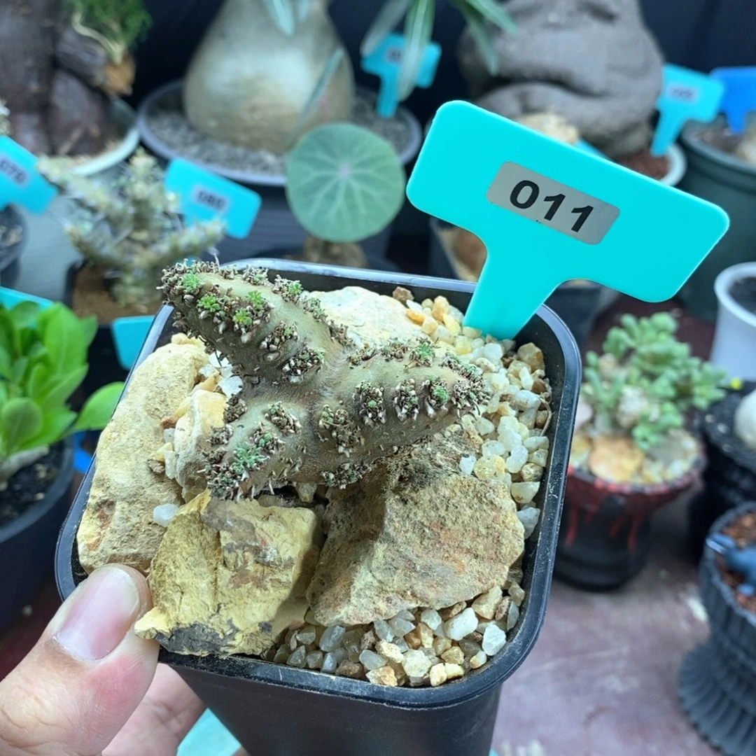 白皮月界多肉植物