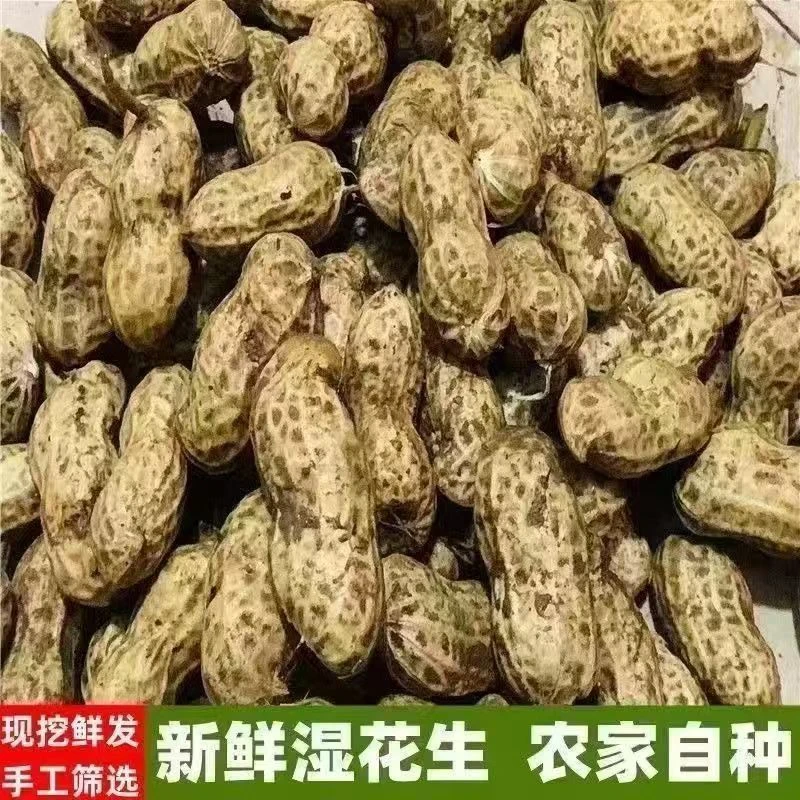 新鲜现挖带壳湿花生农家自种可水煮生吃当季花生