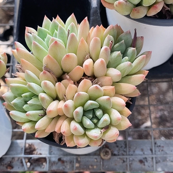 格特123467890“l l m