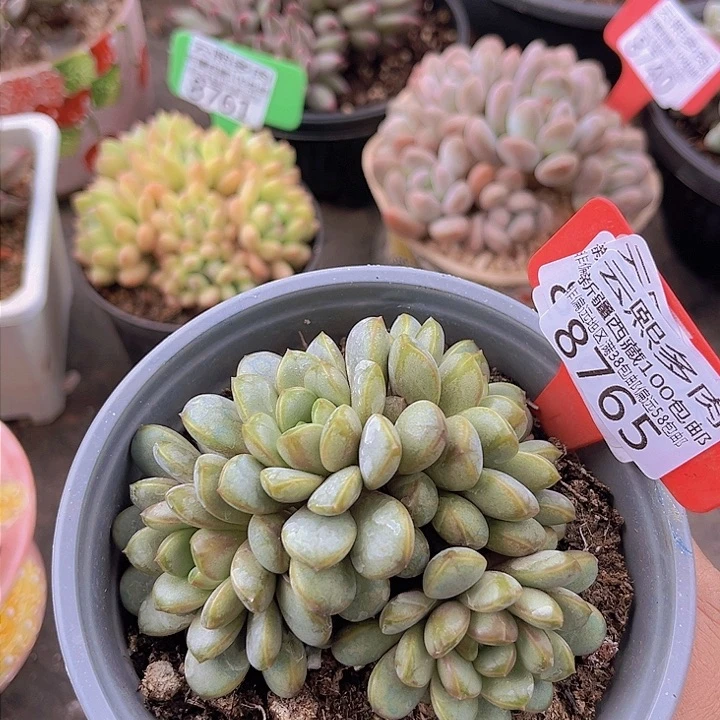 8765葡萄。           