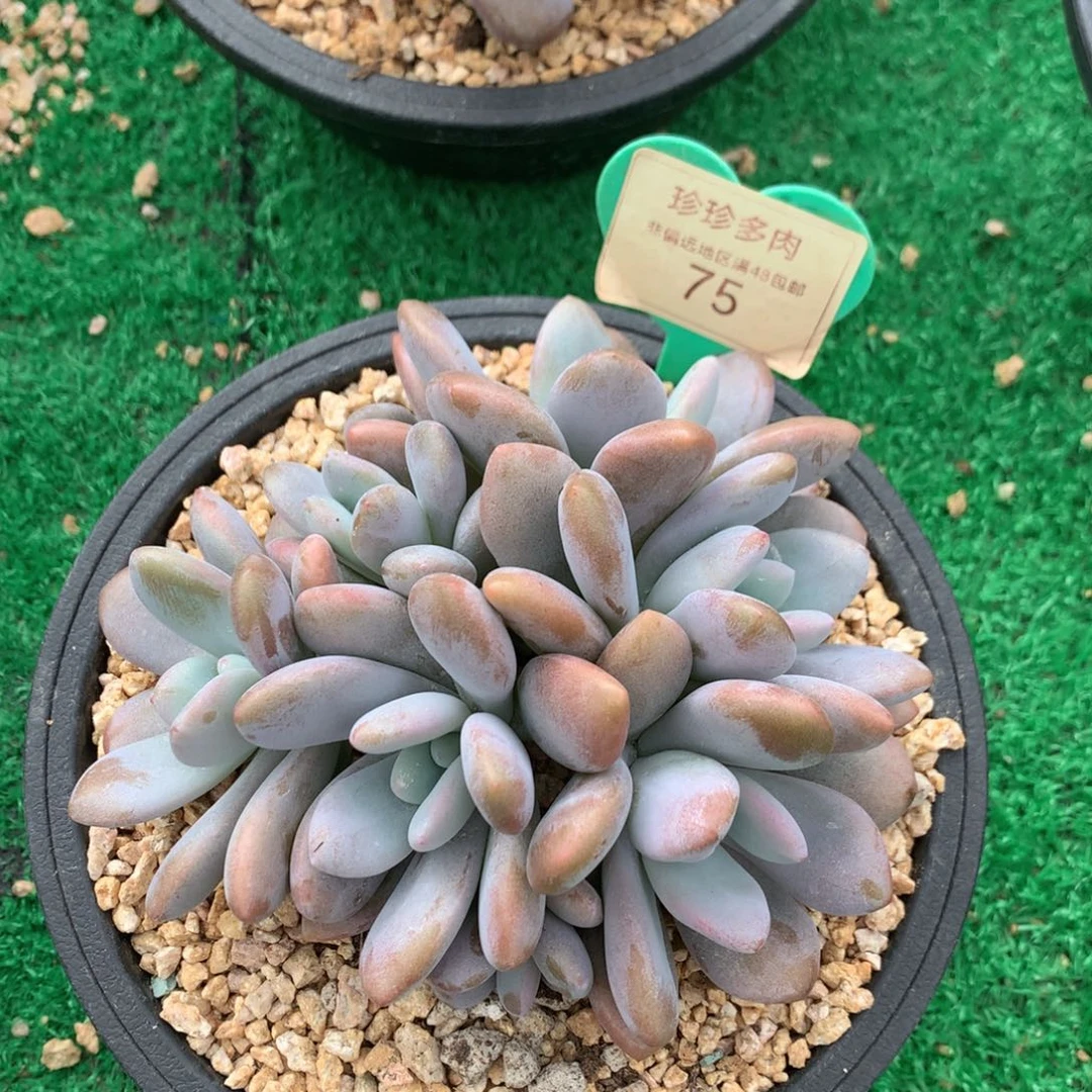 粉兔群生无砍平头8头75