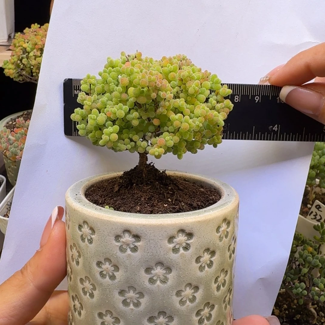 a143号蜜橘冠服7厘米左右带盆发