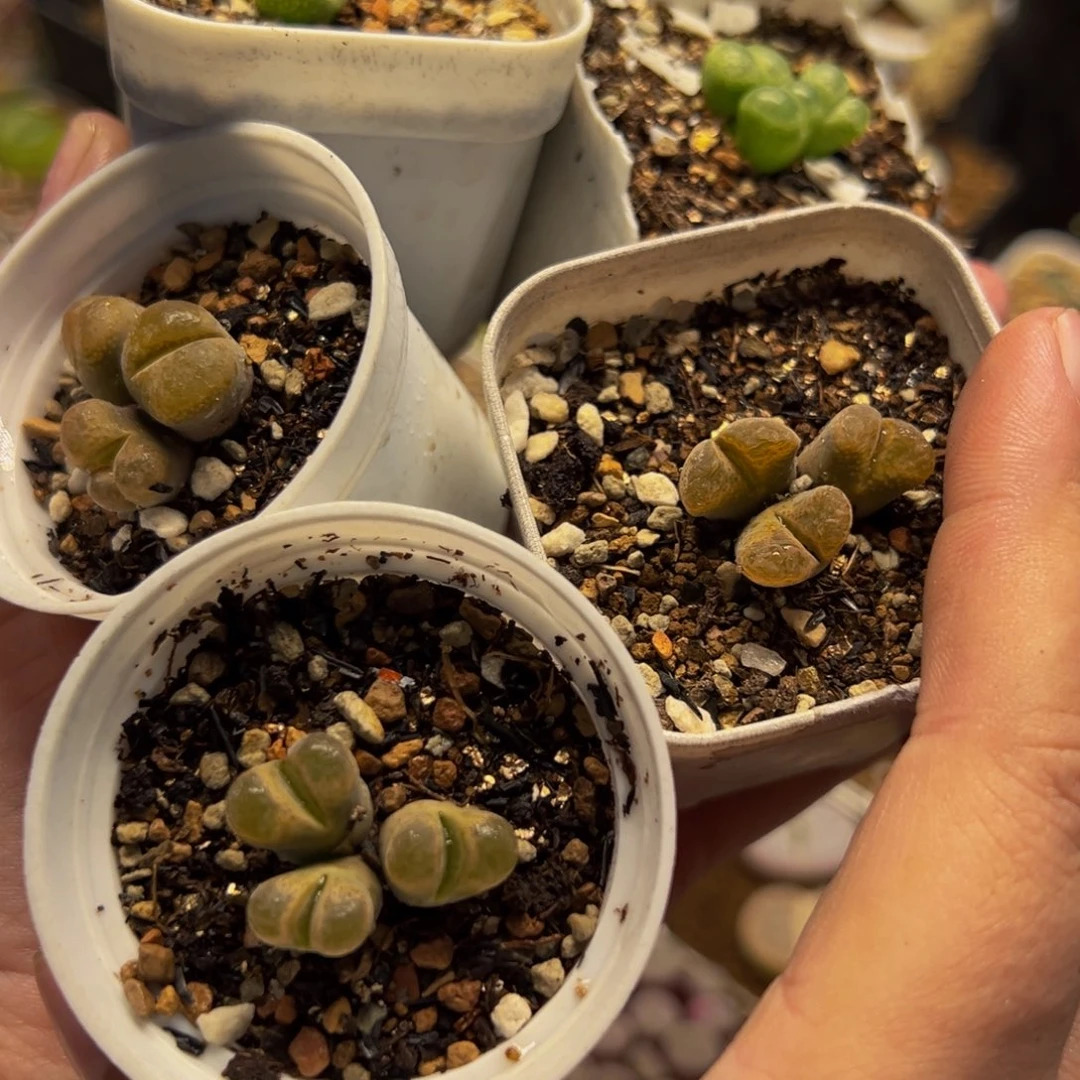 752多肉植物种类多样