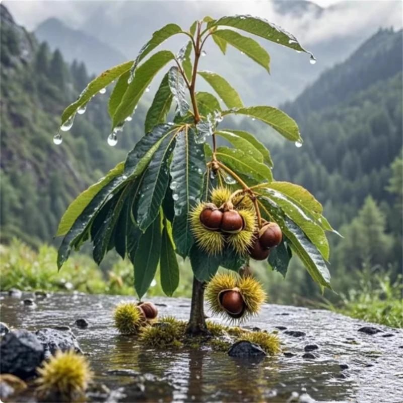 板栗树苗特大号迁西大红袍栗子嫁接苗南方北方矮化大树板栗树果苗