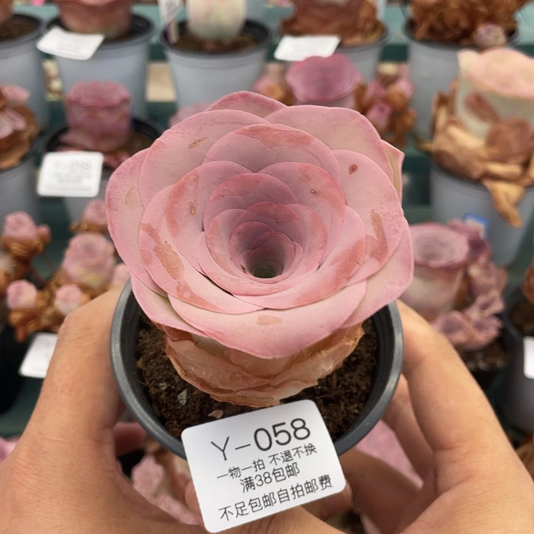 不知名福利Y-058一物一拍