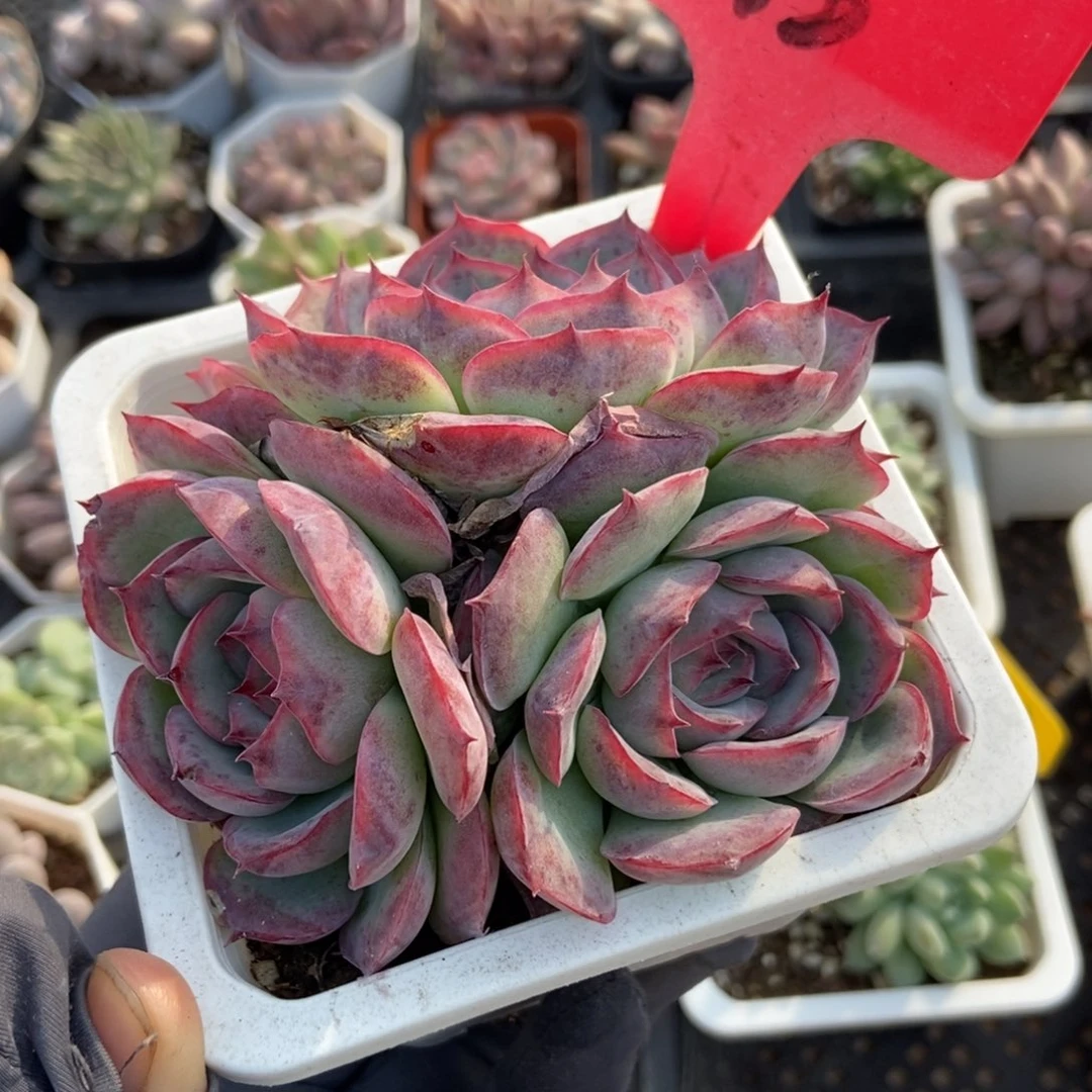 15侧影多肉植物多肉