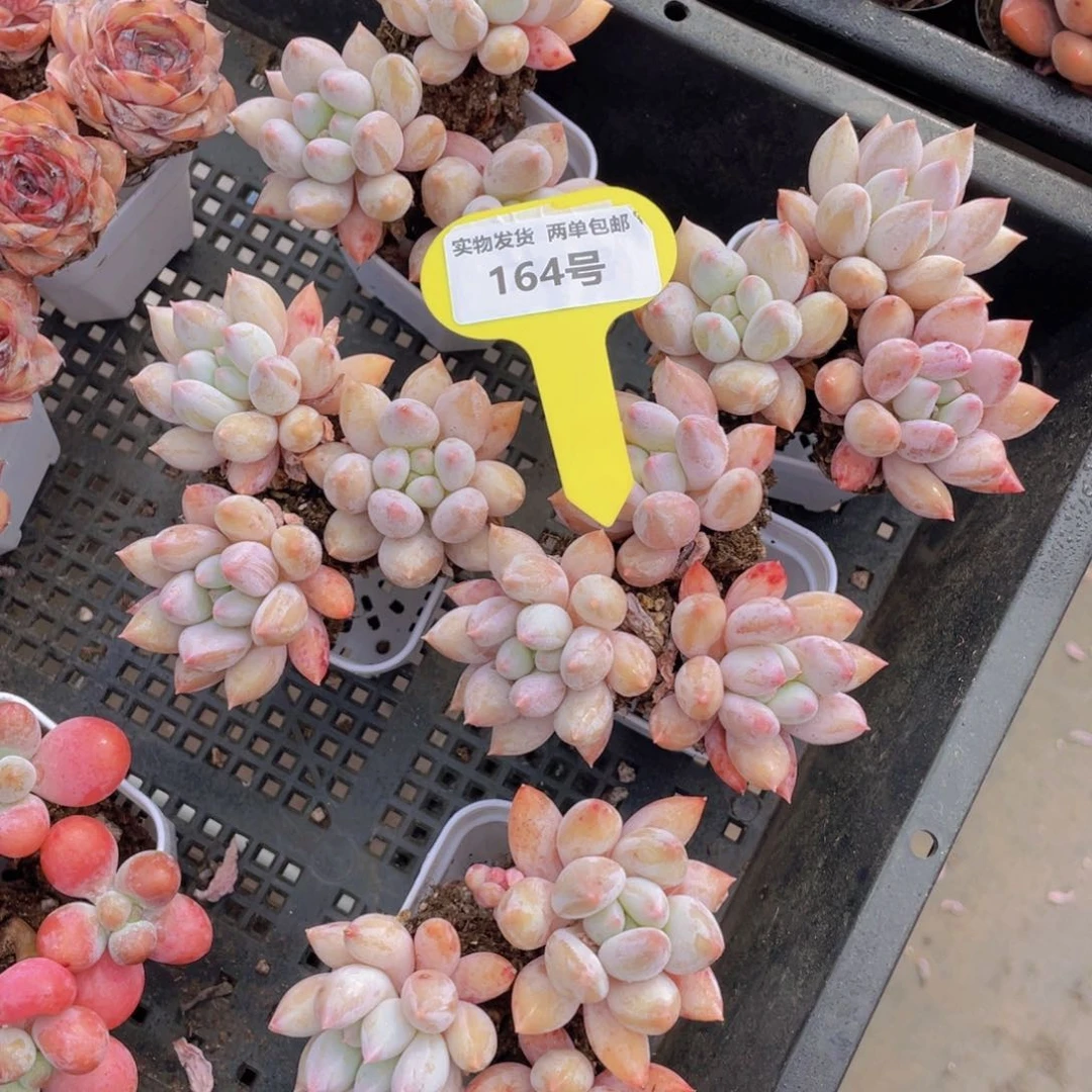 164号 所罗门单头组合带腿3个