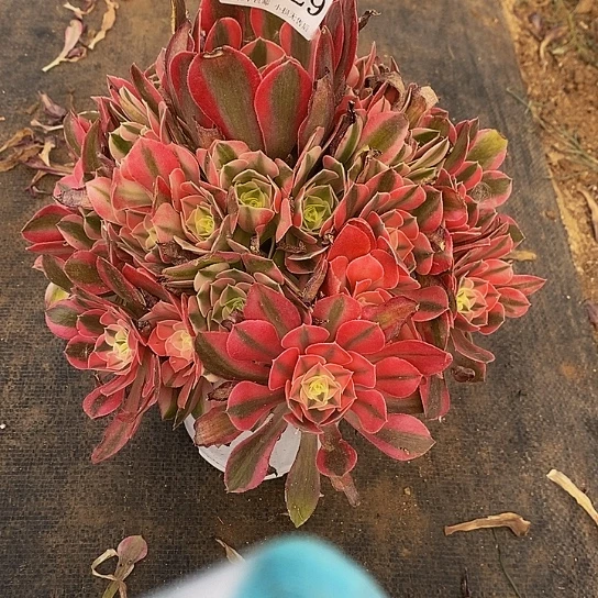 2529粉女巫多肉法师锦