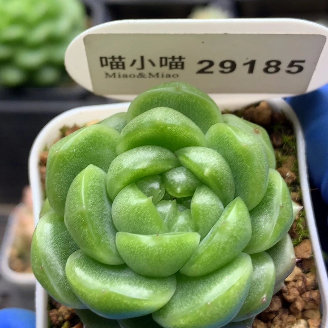 多肉植物杂交珍妮