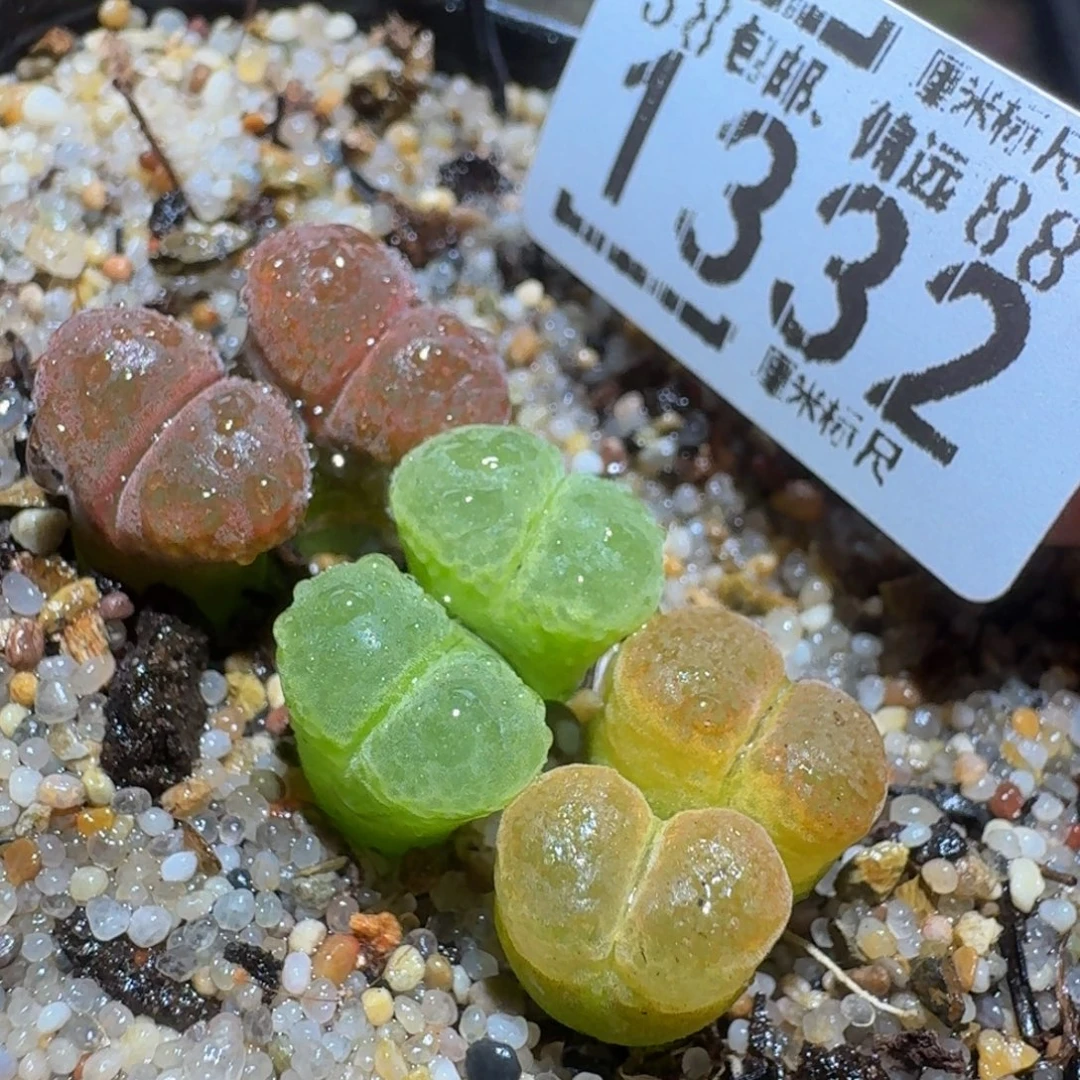 Zzzz生石花肉锥1332疤特