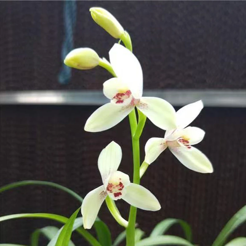 赵鹏推荐--建兰玉荷