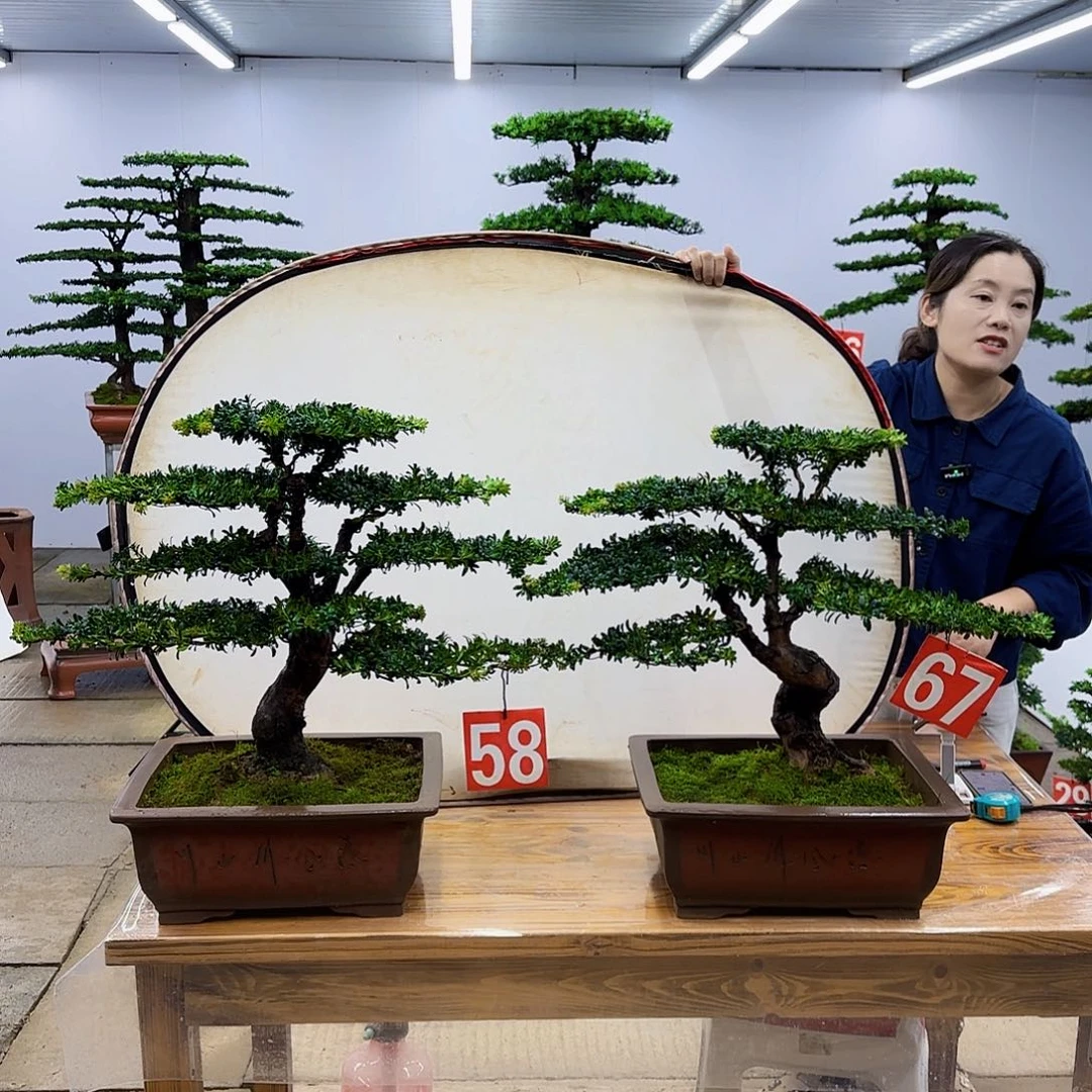 无花朵盆景直播间