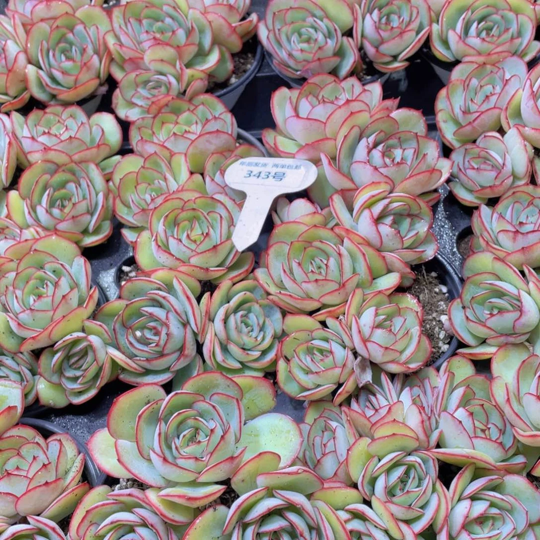 343号老桩牡丹亭多头群一个