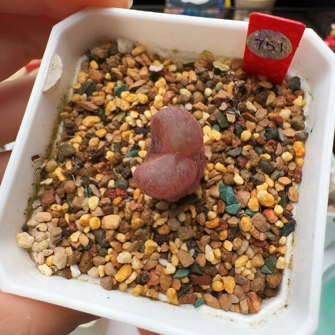 多肉植物福利风铃751