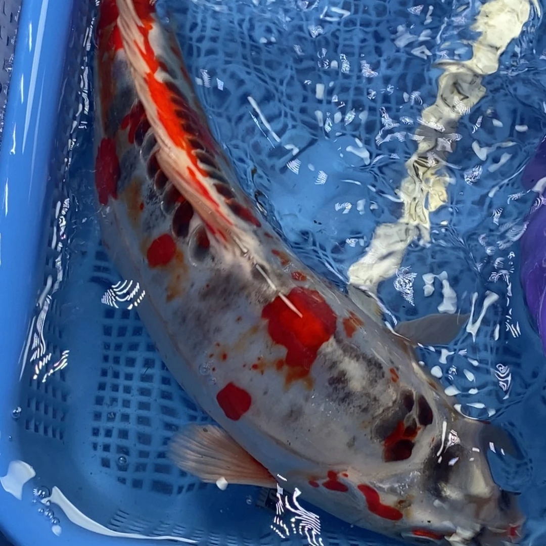 锦鲤冷水锦鲤包邮