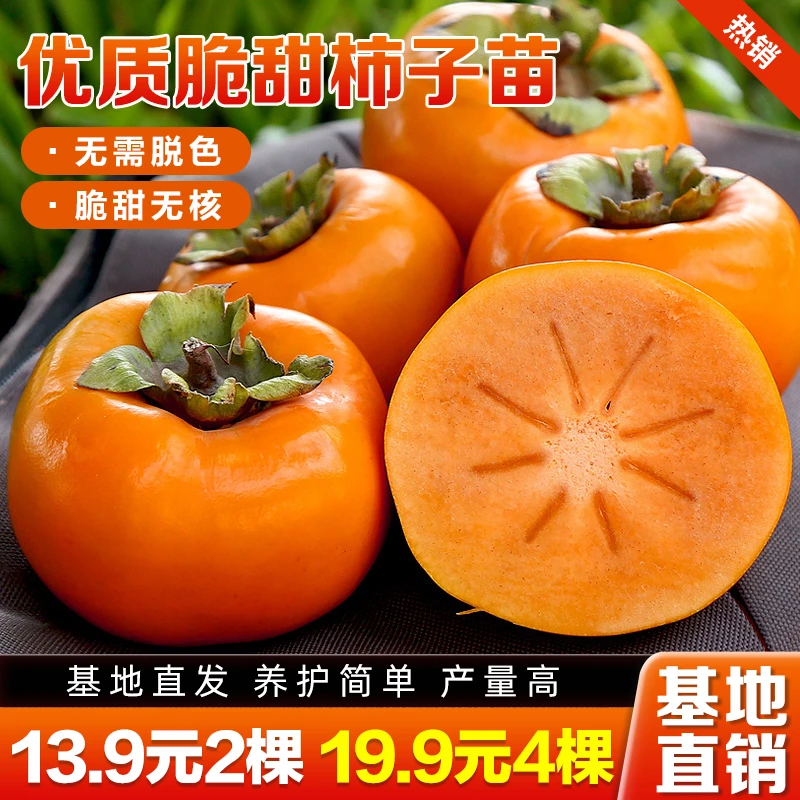 脆甜柿子树苗阳丰太秋火晶柿子树苗南北方均可种植耐寒