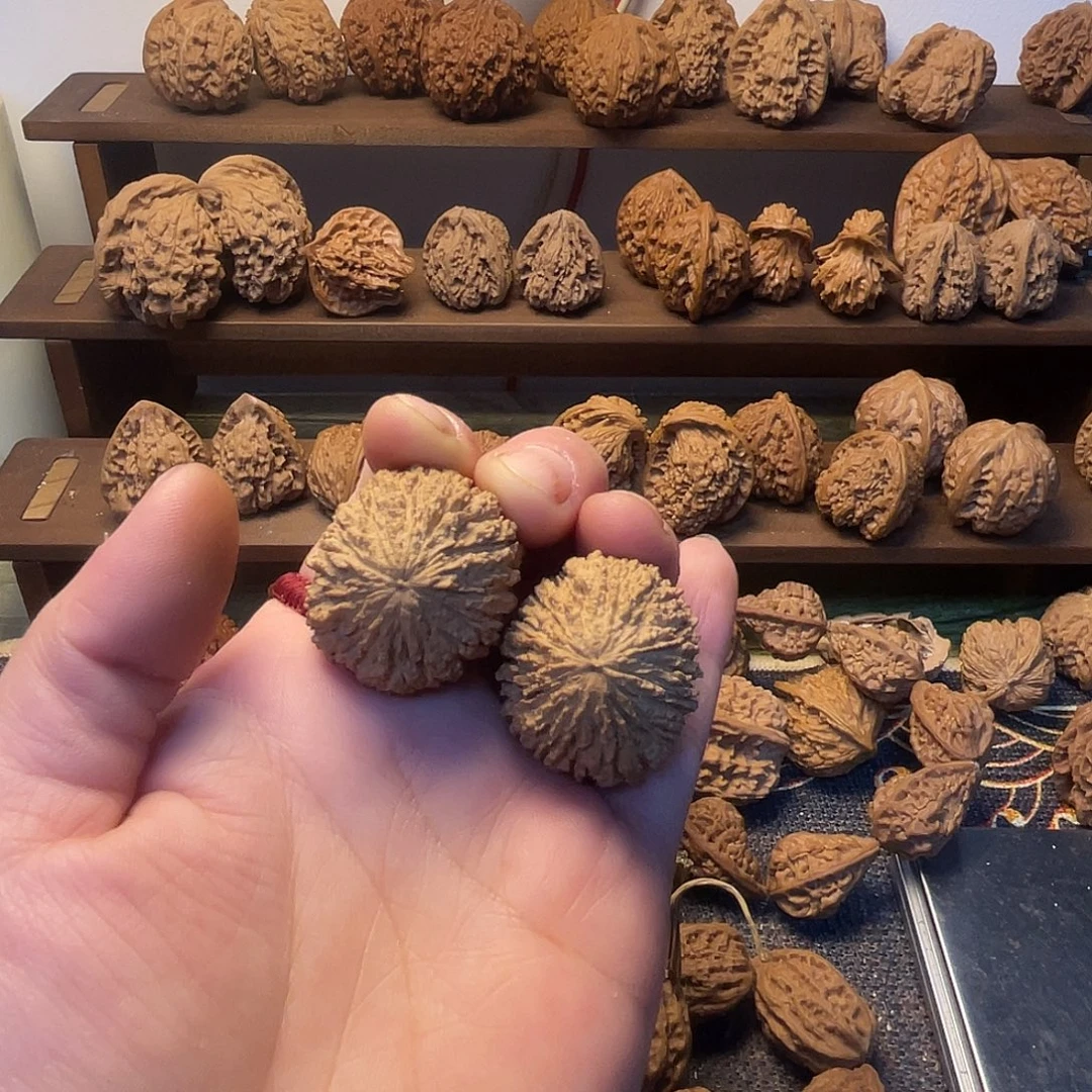 猴头短齿27.31.32不退不换