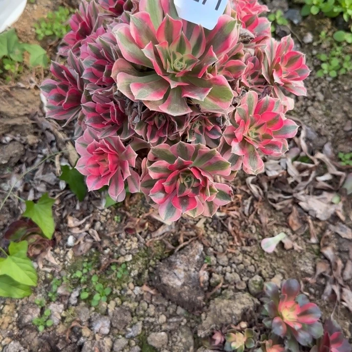 3271粉女巫清棚处理不包断枝