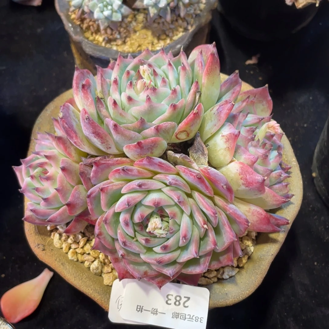 283吉娃娃群生多肉植物