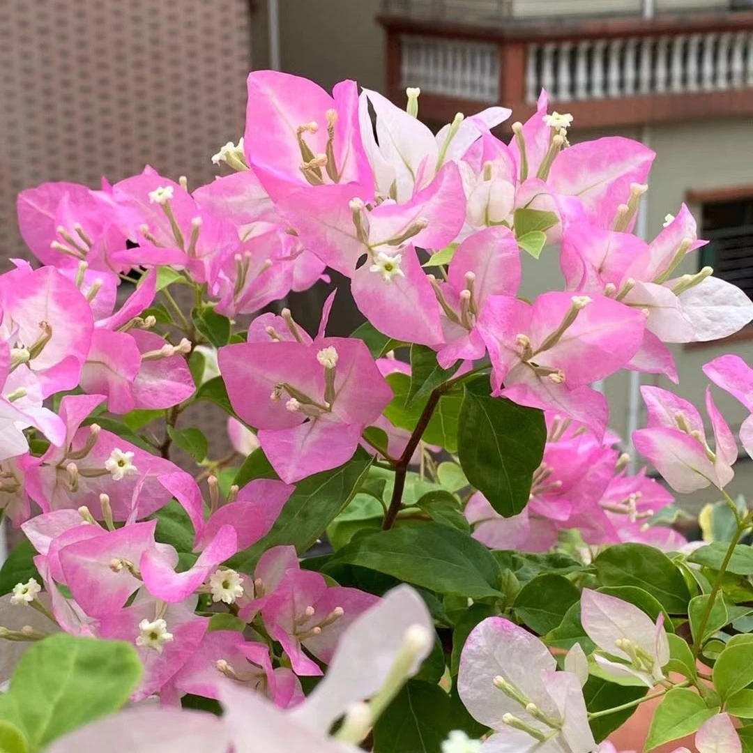 【口红】三角梅四季可爬藤可垂丝绿植勤花好养绿植不带花
