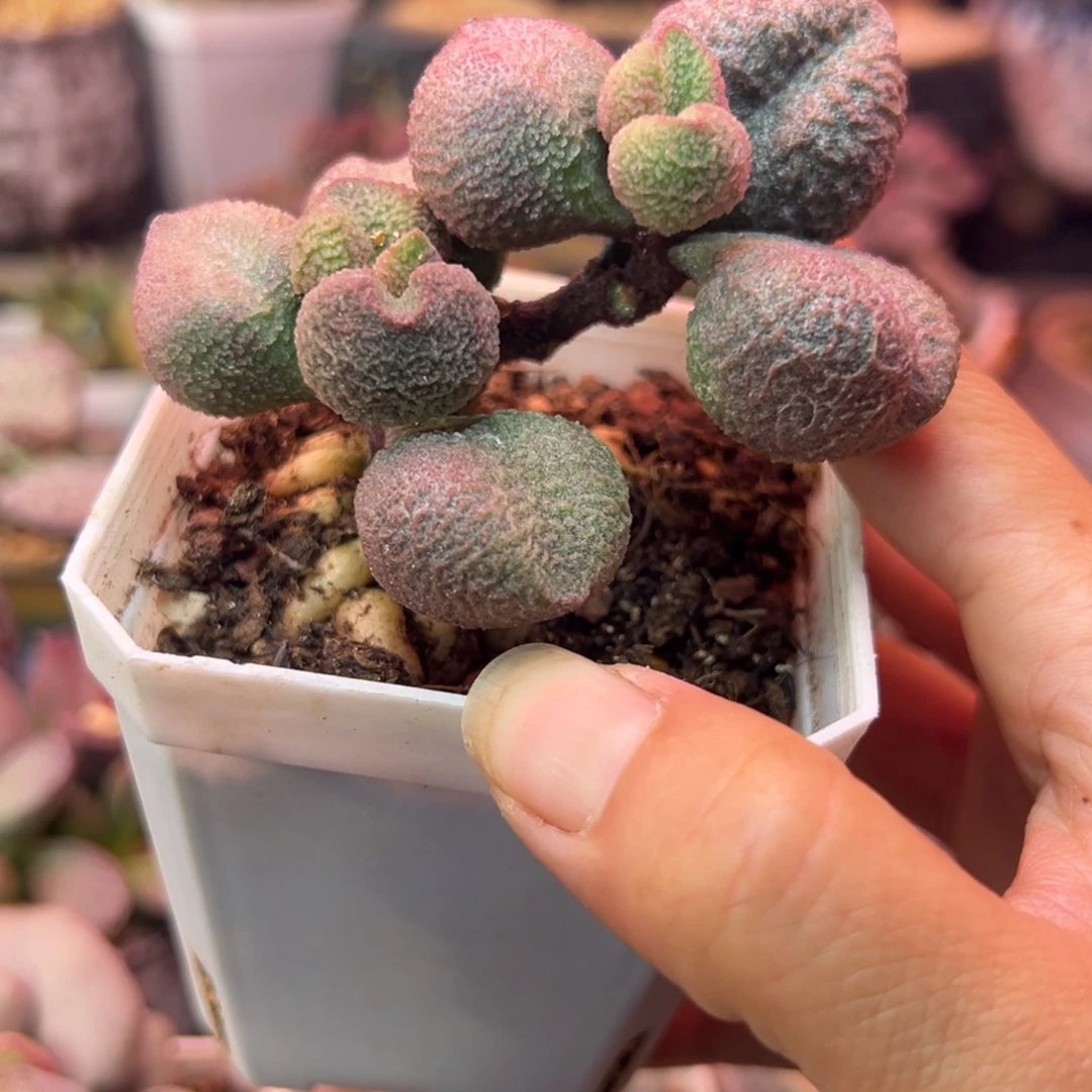 一组自拍，感谢支持