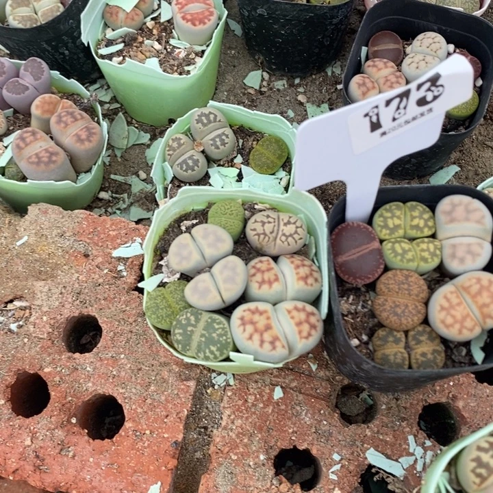 董***媛生石花等植物的生长173