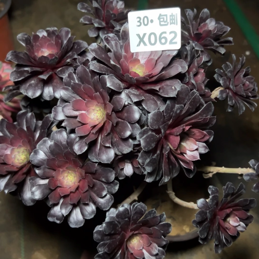 062黑铜，多肉法师