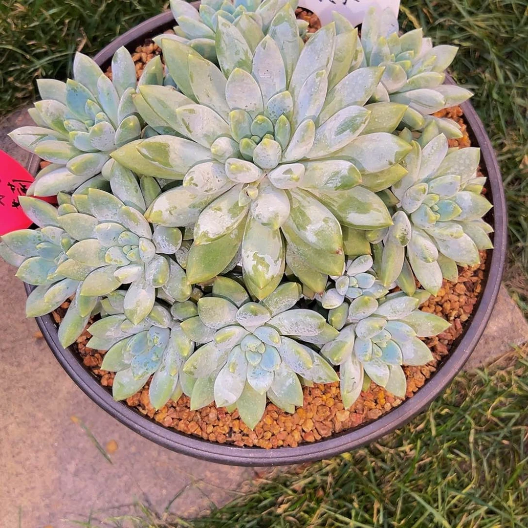 来*水晶萝莉水晶萝莉寄养