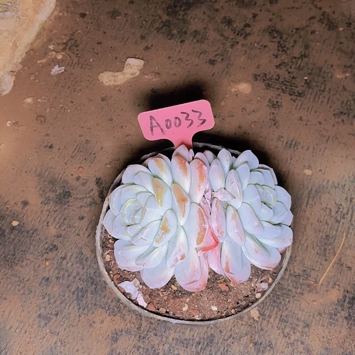 玉*冰玉一物一拍A0033