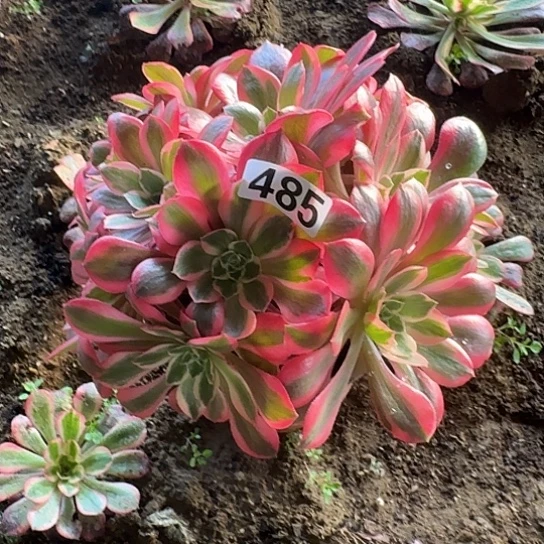 无花朵女妖485号不包断枝