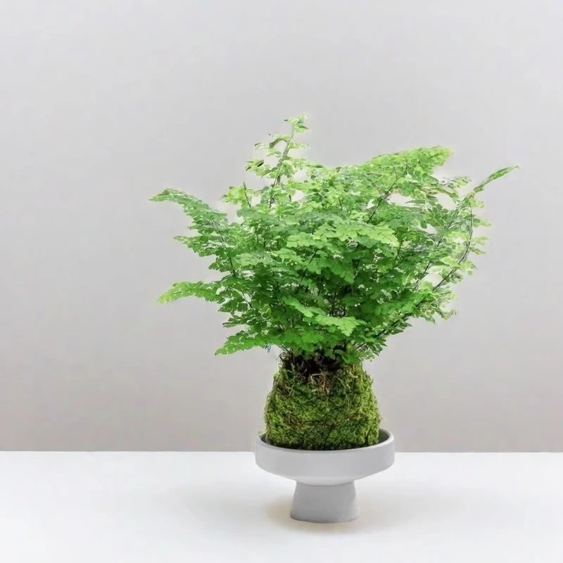 铁线蕨苔藓球水培室内净化空气蕨类办公室桌面绿植耐荫植物好养活