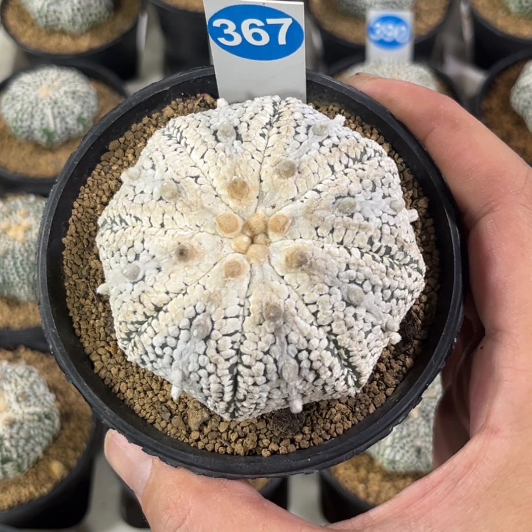 367实生奇迹兜带盆带土