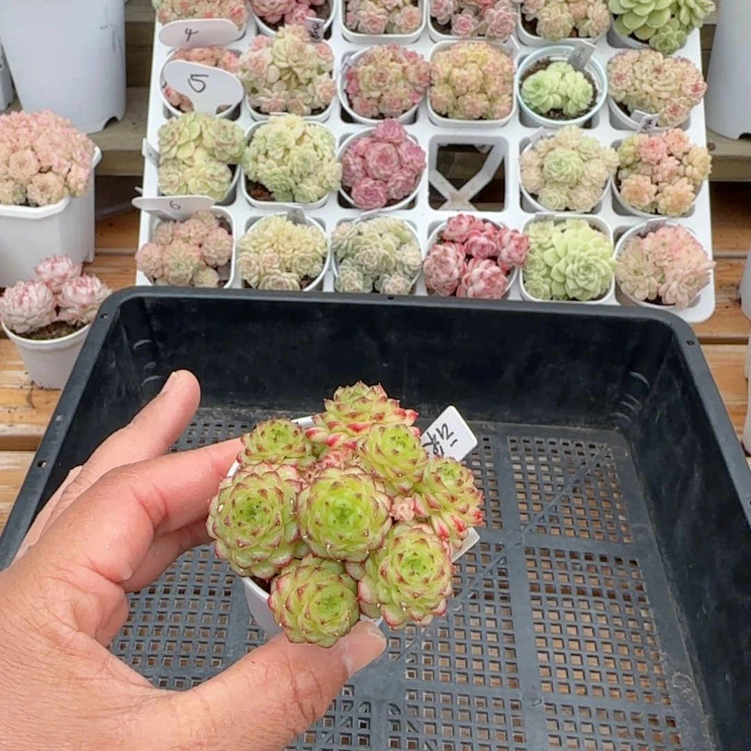 【闪购商品】0116-63（云朵-4