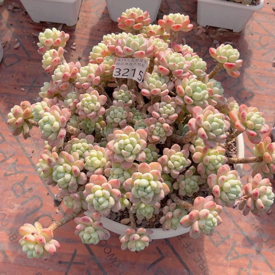 霖*大3215；b c b v n b n