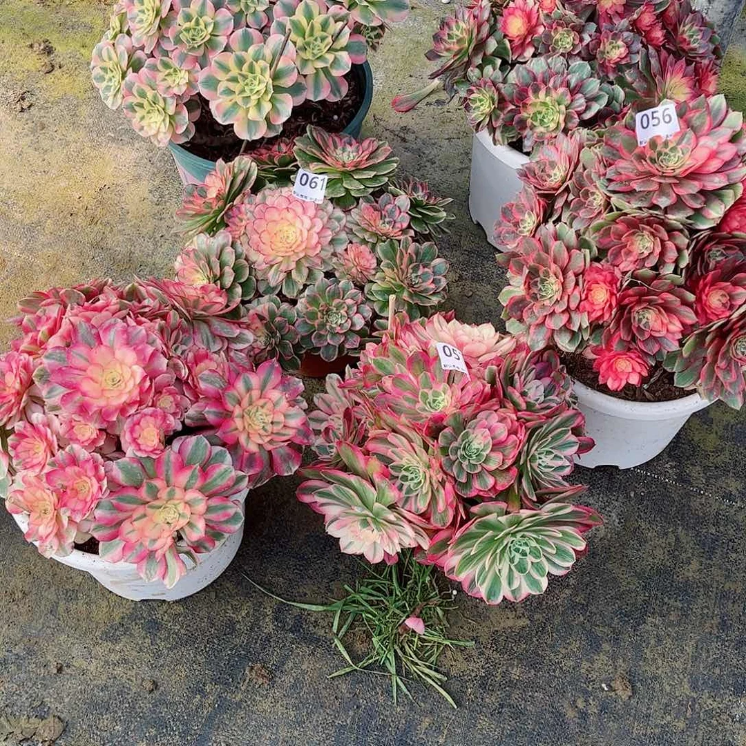 无花朵菲***桃多肉植物组合6颗061