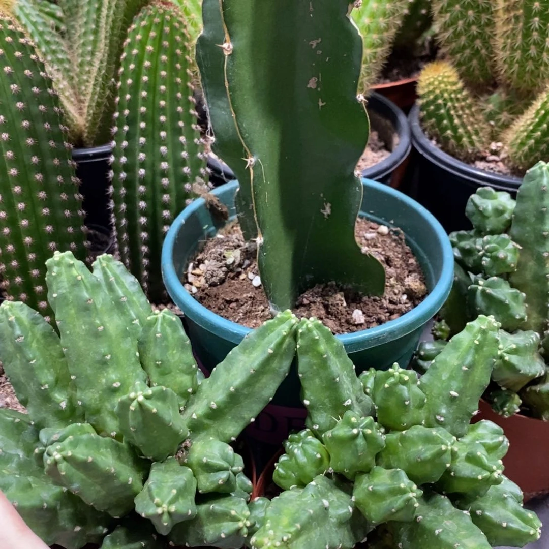 两杯群生桃太郎一组