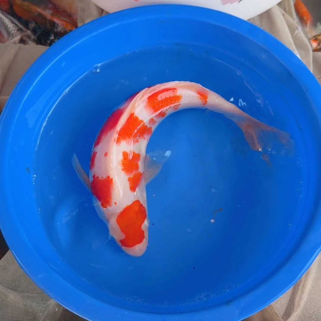 锦鲤锦鲤鱼拍卖包邮价格