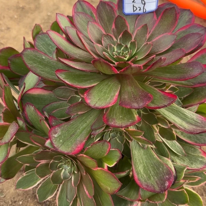 粉花妖量拍一颗断枝不包26