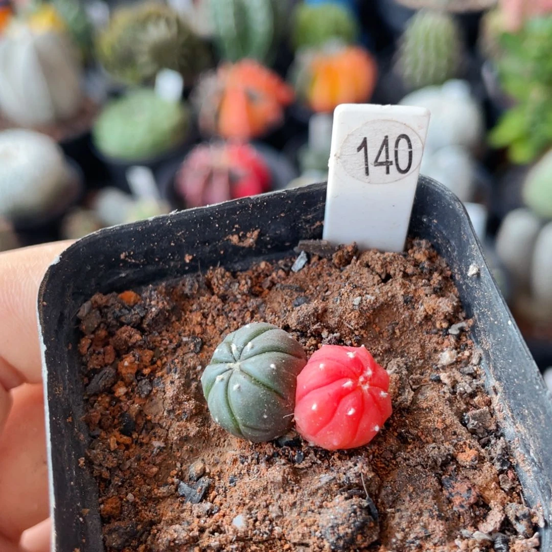 仙人球满28包邮盆口径5公分红兜锦2.2公分