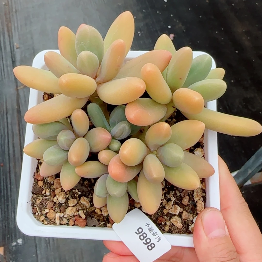 糖果美人，9898多肉植物