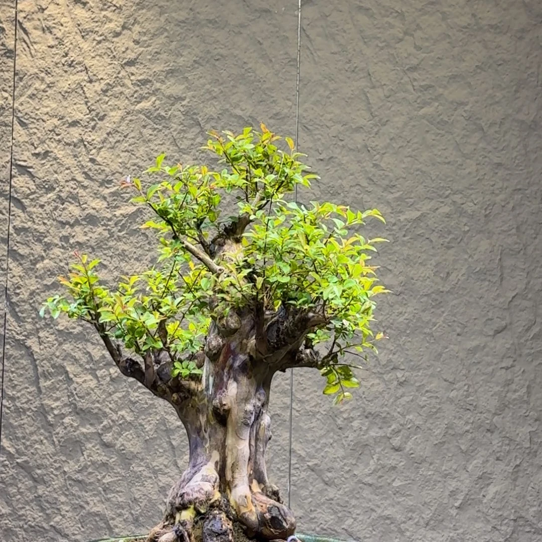 无花朵红花紫薇一物一拍