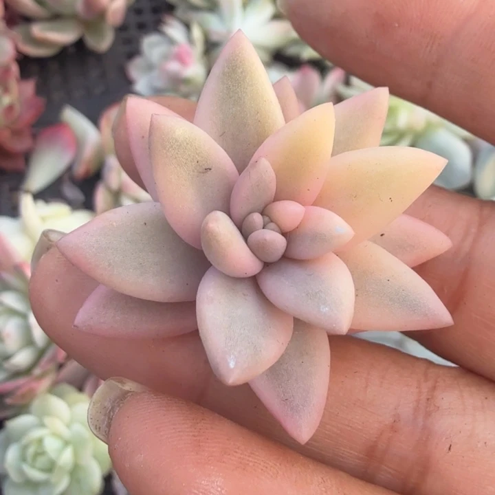 美人锦花剑多肉锦