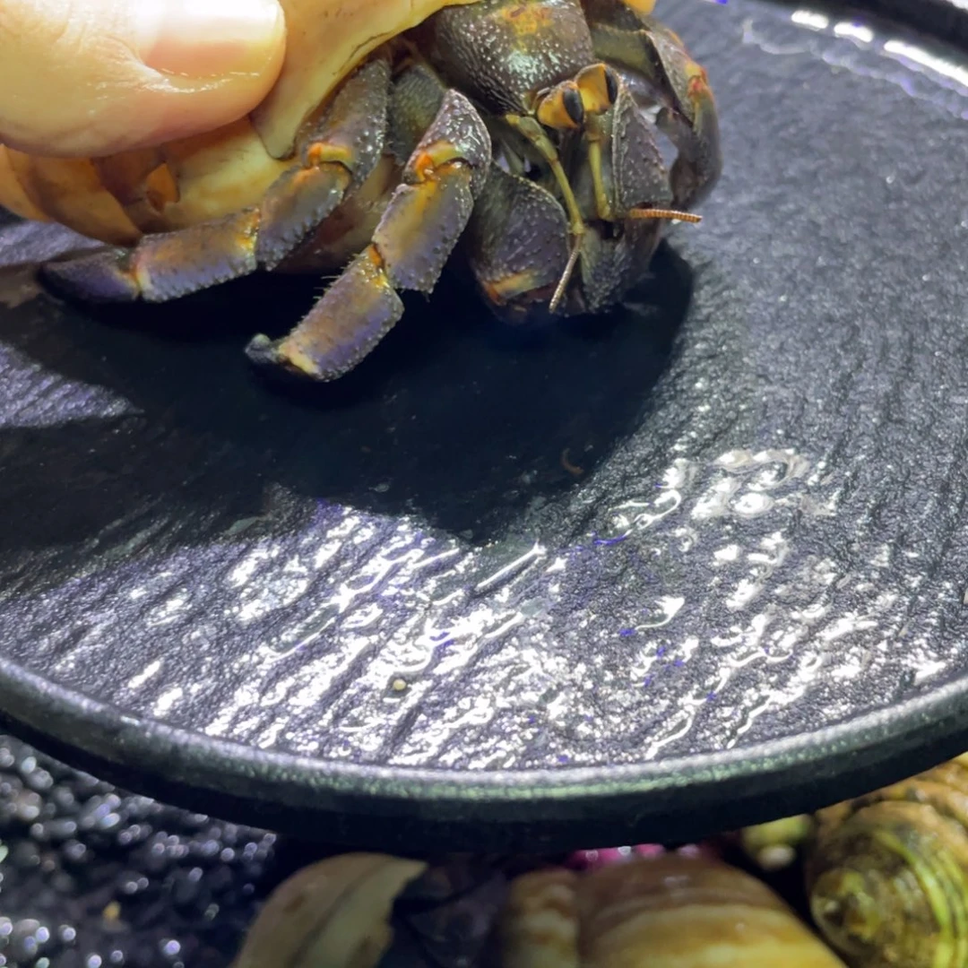 寄居蟹寄居蟹寄居蟹