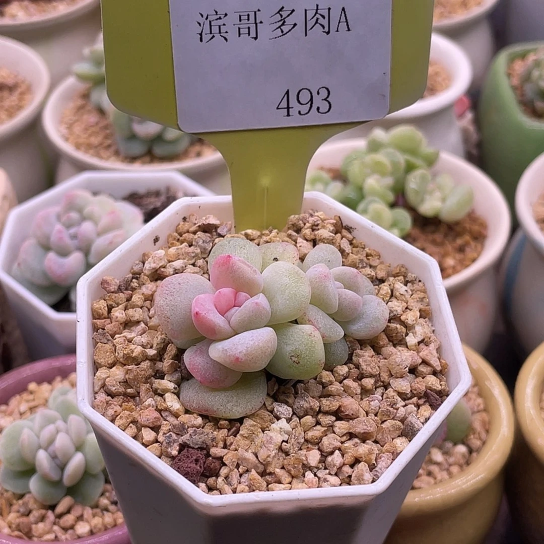 滨哥多肉A493冰玉石化粉锦双头开播福利