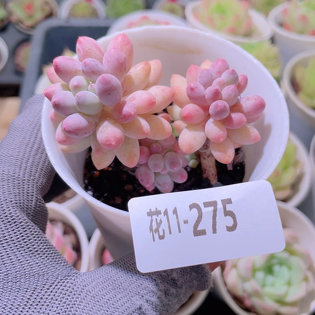 花利美11-275婴儿手指