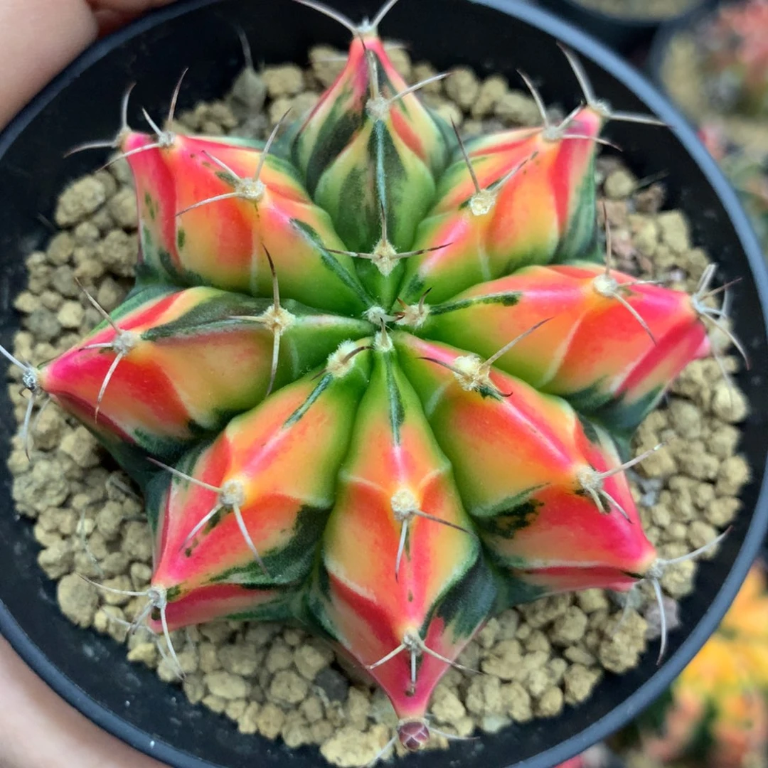 小***猪仙人球米哈肋骨锦